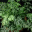 Gardeners Dream Pteris Albolineata (12cm) 3