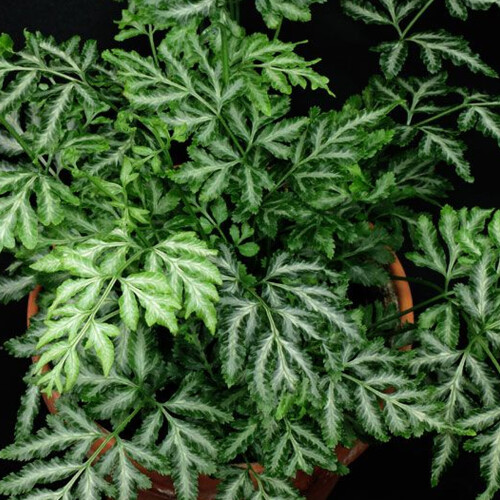 Gardeners Dream Pteris Albolineata (12cm) 2