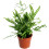 Gardeners Dream Pteris Albolineata (12cm) 2