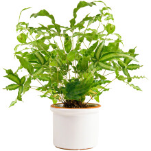 Pteris Albolineata (12cm) V2