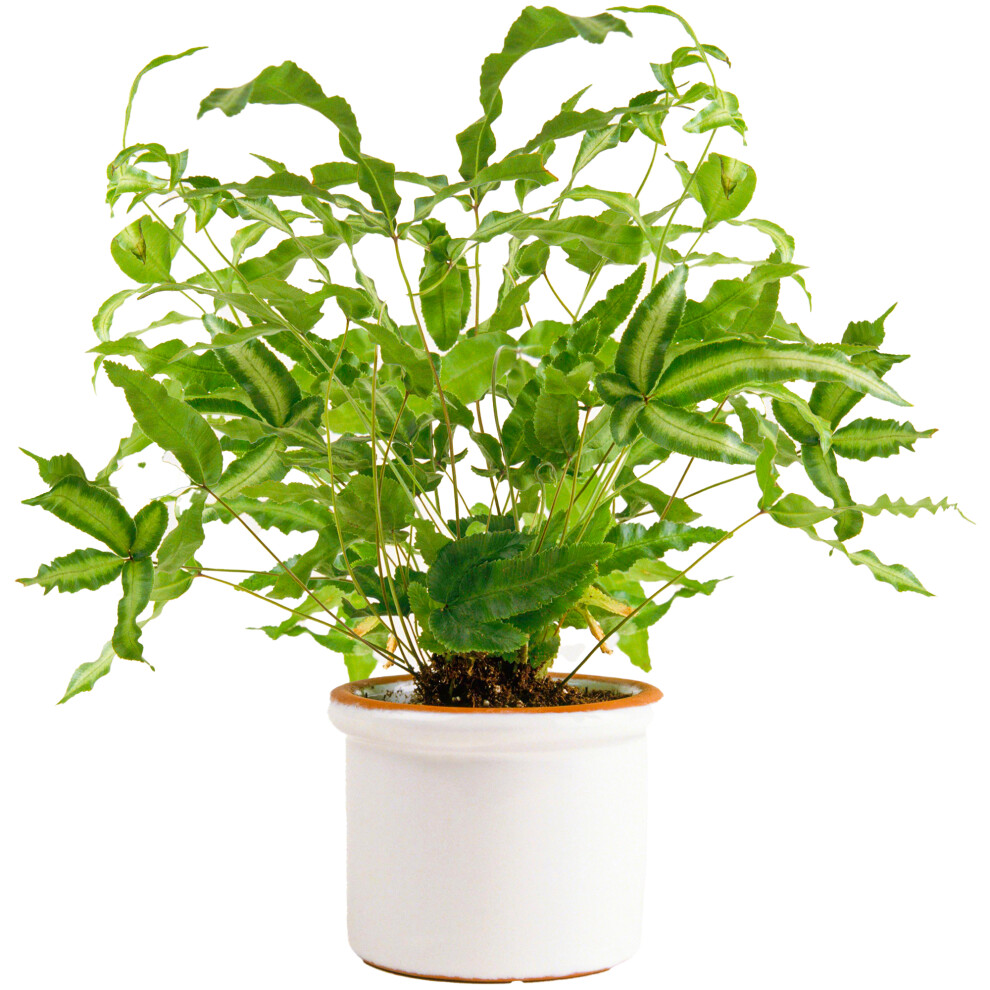 Gardeners Dream Pteris Albolineata (12Cm) V2