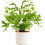 Gardeners Dream Pteris Albolineata (12cm) V2 2