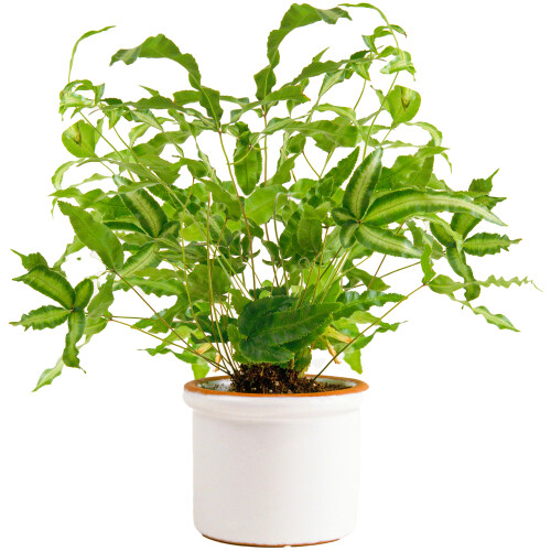 Gardeners Dream Pteris Albolineata (12cm) V2 1