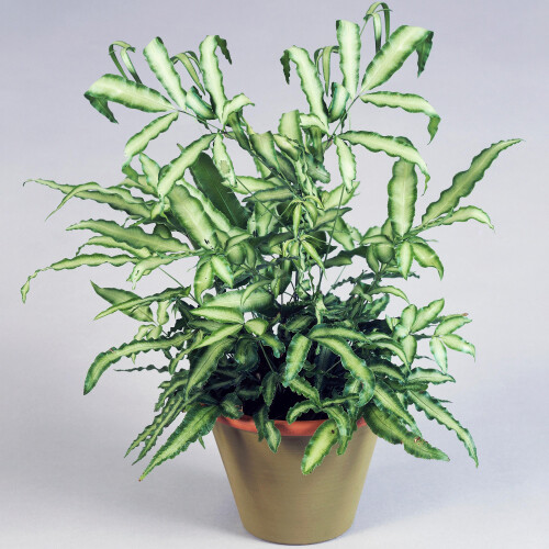 Gardeners Dream Pteris Albolineata (12cm) V3 1