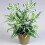 Gardeners Dream Pteris Albolineata (12cm) V3 1