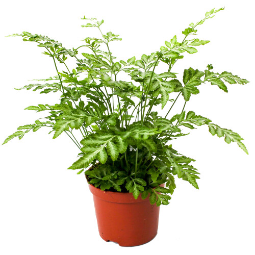 Gardeners Dream Pteris Evergemiensis (12cm)