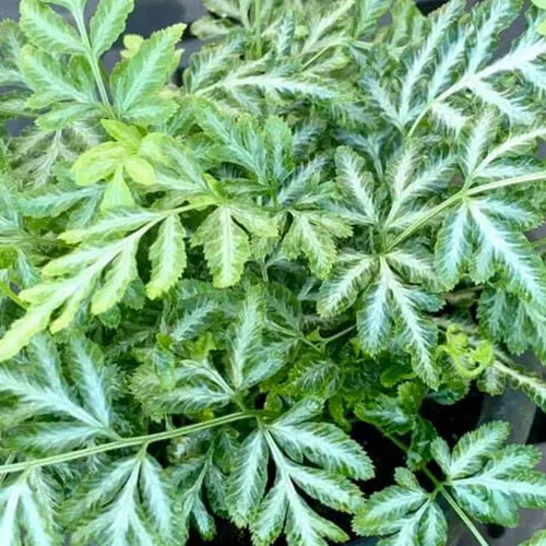 Gardeners Dream Pteris Evergemiensis (12cm) 2