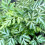 Gardeners Dream Pteris Evergemiensis (12cm) V1 4