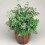 Gardeners Dream Pteris Evergemiensis (12cm) V1 1