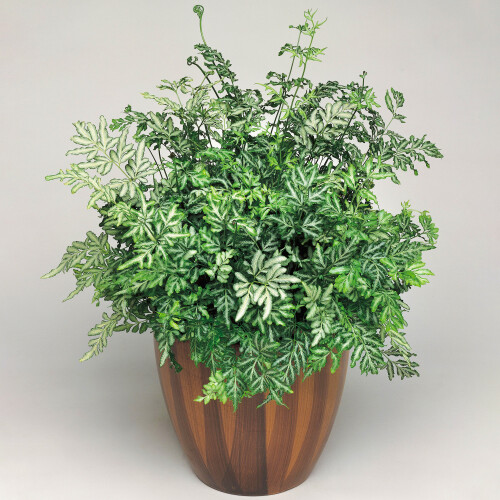 Gardeners Dream Pteris Evergemiensis (12cm) V1