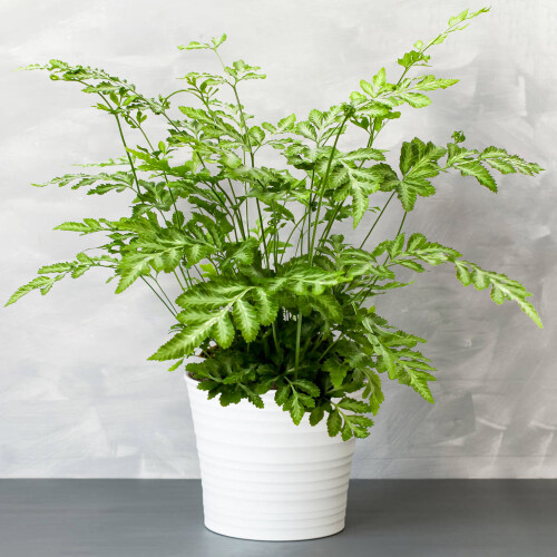 Gardeners Dream Pteris Evergemiensis (12cm) V2 1