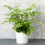 Gardeners Dream Pteris Evergemiensis (12cm) V2 1
