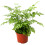 Gardeners Dream Pteris Evergemiensis (12cm) V2 6