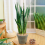 Gardeners Dream Sansevieria Black Coral (12cm) V1 1