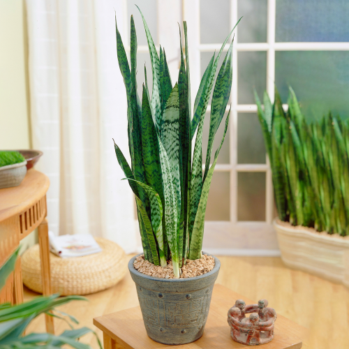 Gardeners Dream Sansevieria Black Coral (12cm) V1