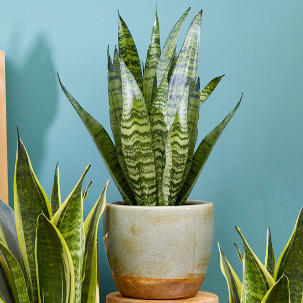Gardeners Dream Sansevieria (12Cm) V2 Black/Coral