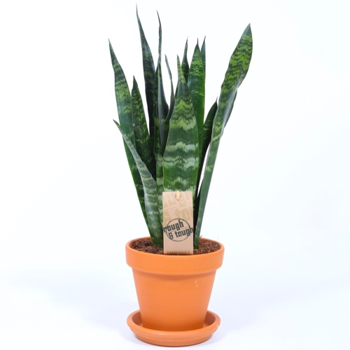 Gardeners Dream Sansevieria Black Coral (12cm) V3 2