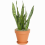 Gardeners Dream Sansevieria Black Coral (12cm) V2 4