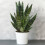 Gardeners Dream Sansevieria Black Coral (12cm) V3 1