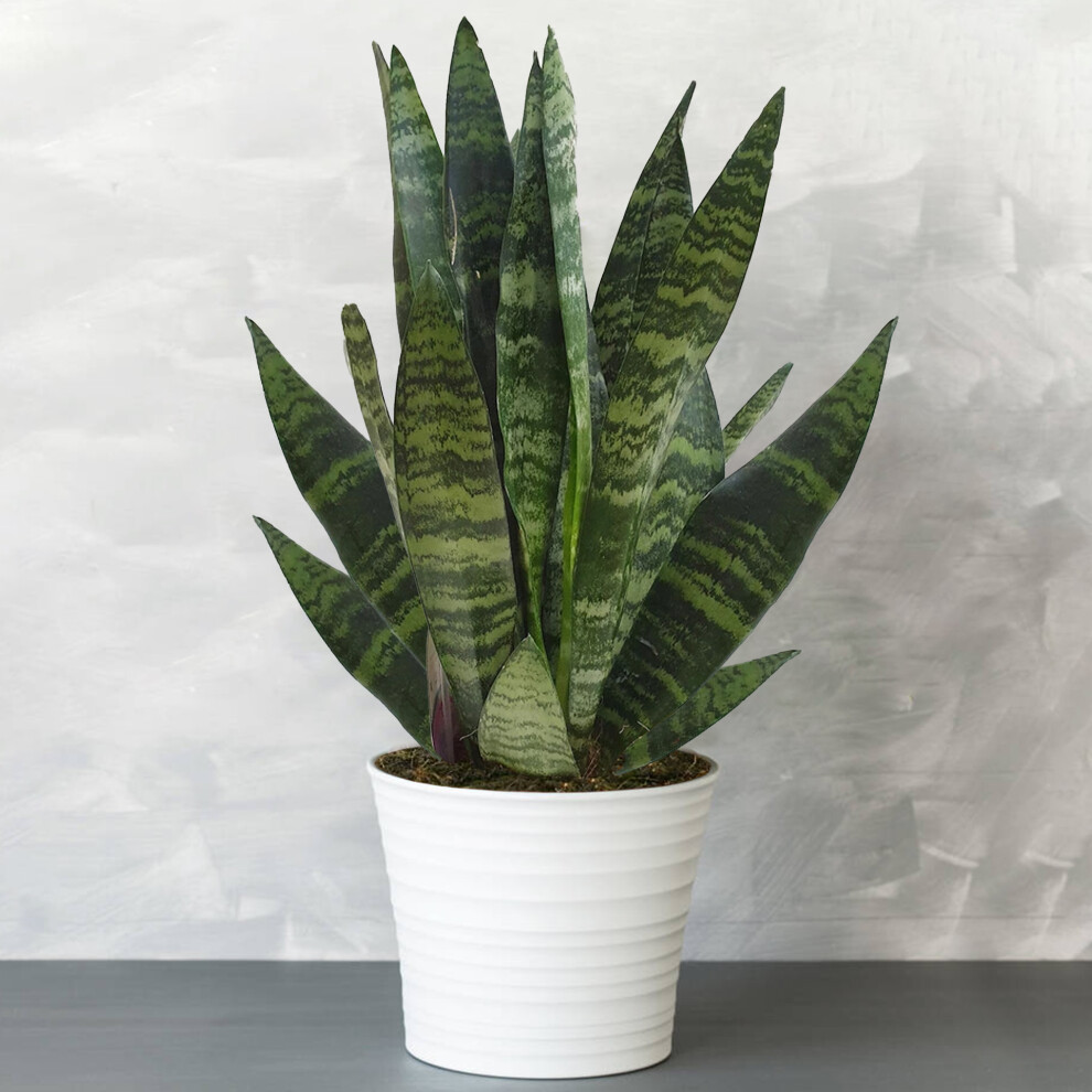Gardeners Dream Sansevieria (12Cm) V3 Black/Coral