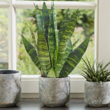 Sansevieria Black Coral (12cm) V4 - Upright two-toned sword leaves, easy-care plant for bright indirect light | PLANTS-SANBCO-12CM-V4