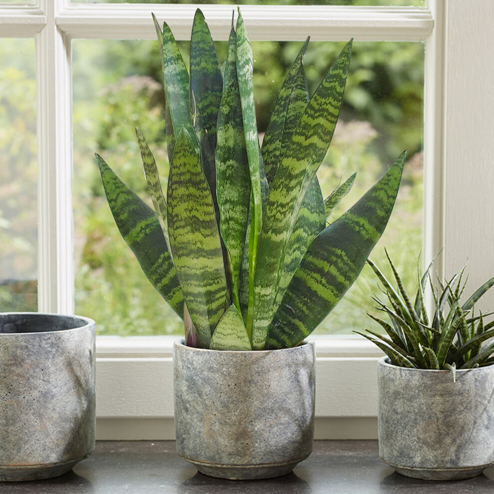 1 x Sansevieria Black Coral - Snake Plant | Home or Office 30-40cm Potted Plant - Image 2