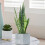 Gardeners Dream Sansevieria Black Coral (12cm) V5 2