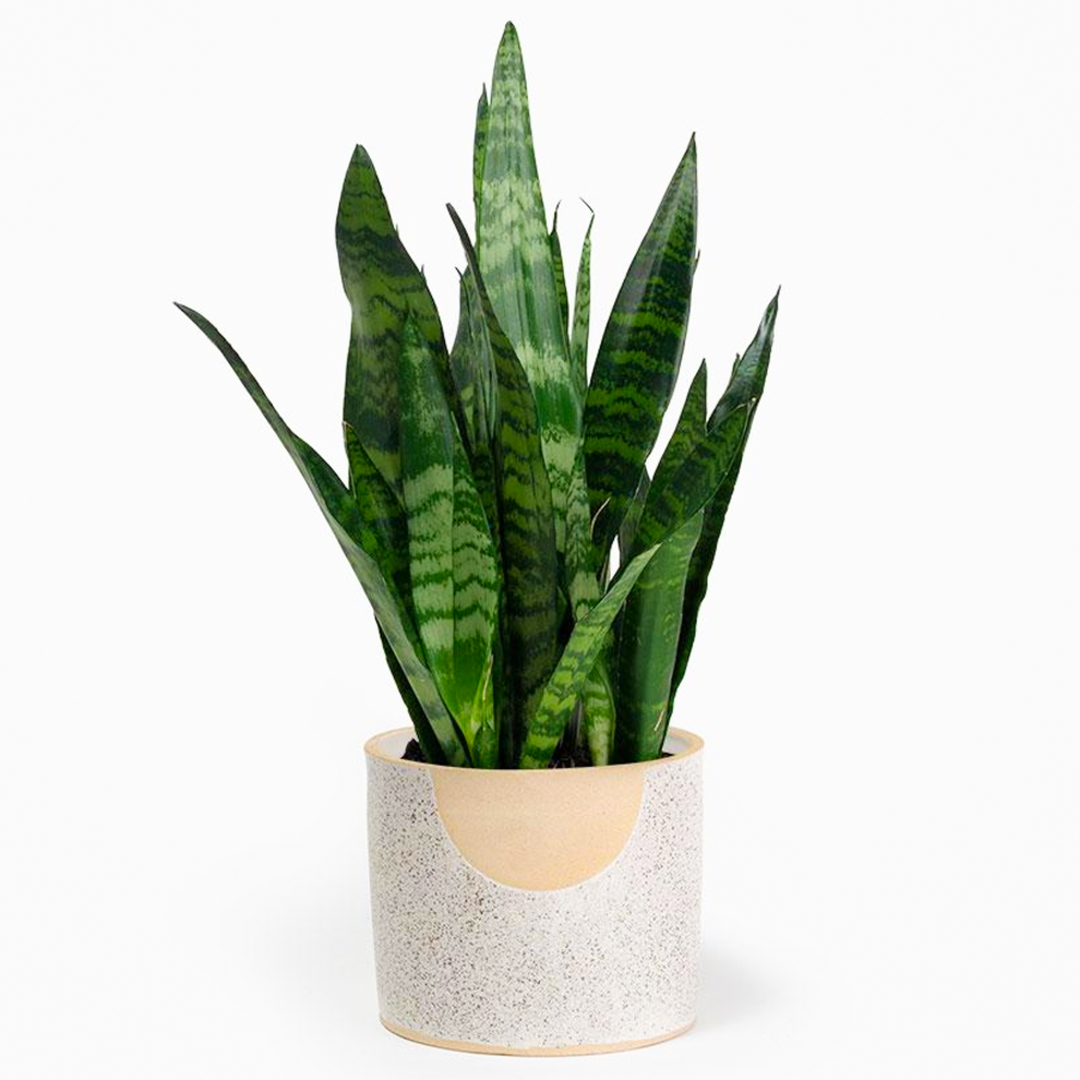 Gardeners Dream Sansevieria (12Cm) V6 Black/Coral
