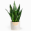 Gardeners Dream Sansevieria Black Coral (12cm) V6 2