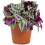 Gardeners Dream Tradescantia Zebrina (12cm) 1