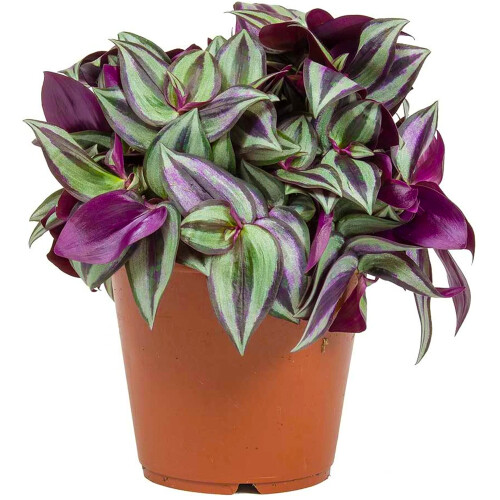 Gardeners Dream Tradescantia Zebrina (12cm)