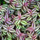 Gardeners Dream Tradescantia Zebrina (12cm) V3 1