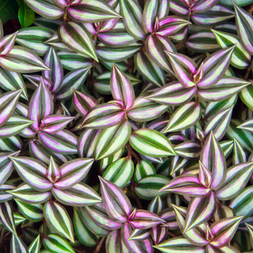 Gardeners Dream Tradescantia Zebrina (12cm) V3