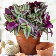 Tradescantia Zebrina (12cm) V4