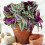 Gardeners Dream Tradescantia Zebrina (12cm) V4 1