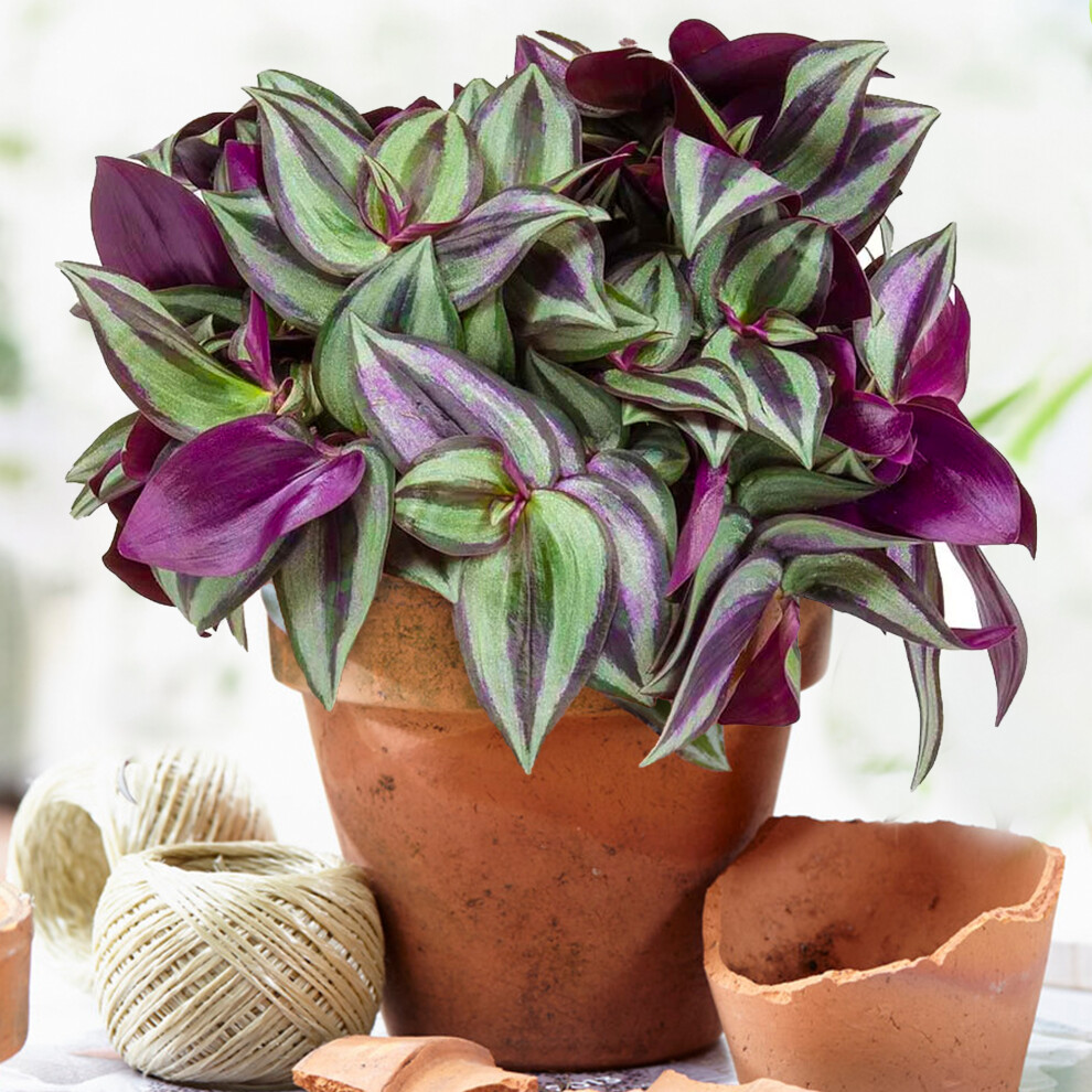 Gardeners Dream Tradescantia Zebrina (12Cm) V4