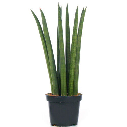 Gardeners Dream Sansevieria Cylindrica (12cm) V1 2