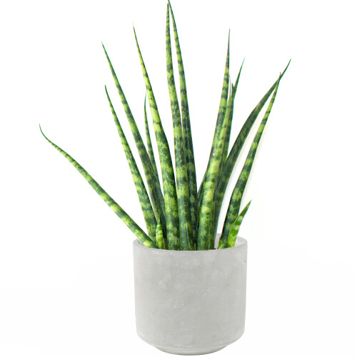 Gardeners Dream Sansevieria Cylindrica (12cm) V1