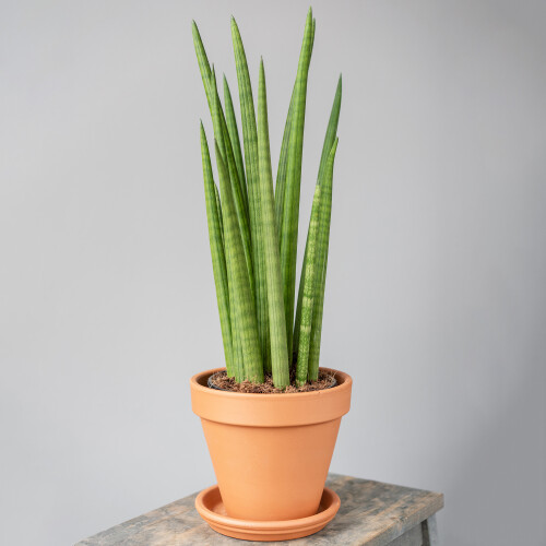 Gardeners Dream Sansevieria Cylindrica (12cm) V2