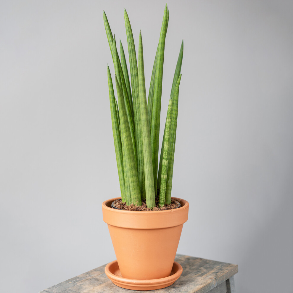 Gardeners Dream Sansevieria Cylindrica (12Cm) V2