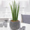 Gardeners Dream Sansevieria Cylindrica (12cm) V3 1