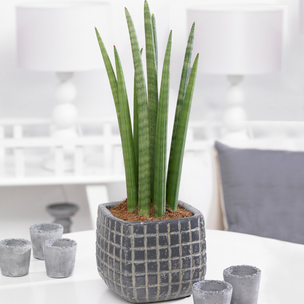 Gardeners Dream Sansevieria Cylindrica (12Cm) V3