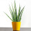 Gardeners Dream Sansevieria Cylindrica (12cm) V4 1