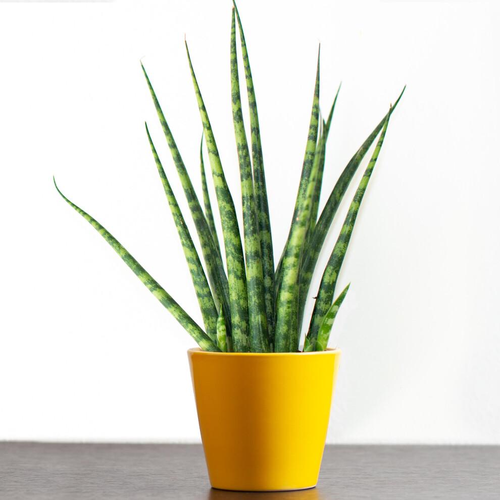 Gardeners Dream Sansevieria Cylindrica (12Cm) V4