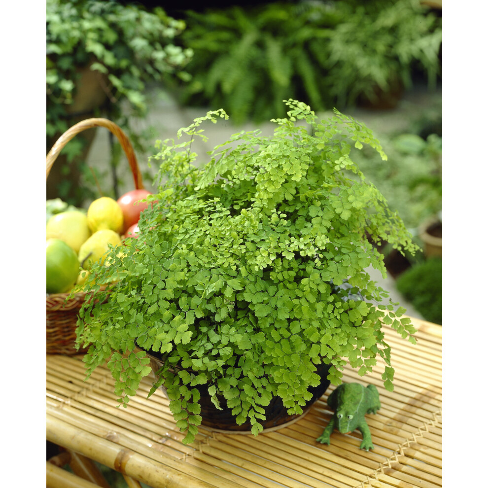 Adiantum raddianum Maidenhair Fern - Decorative Indoor House Plant In 12cm Pot