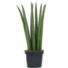 Sansevieria Cylindrica (12cm)