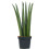 Gardeners Dream Sansevieria Cylindrica (12cm) 2