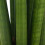Gardeners Dream Sansevieria Cylindrica (12cm) 3