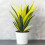 Gardeners Dream Sansevieria Golden Flame (12cm) V1 1