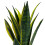 Gardeners Dream Sansevieria Golden Flame (12cm) V1 4
